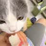 HELLOJOY宠物电热毯防水恒温加热垫狗窝猫窝专用冬天窝猫咪狗狗保暖电褥子 实拍图