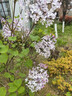 添彩m1005硒鼓 12a硒鼓2612a碳粉 适用惠普1020硒鼓1020plus 1010 1018 1022粉盒 佳能LBP2900 3000打印机墨粉 实拍图