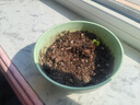 奇正藏药 消痛贴膏1贴/袋*5贴/盒 活血化瘀 消肿止痛贴  急慢性扭挫伤 跌打瘀痛 骨质增生 肩周炎 落枕 实拍图