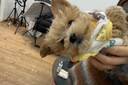 瓦媞纯种韩系马尔泰幼犬小体香槟泰迪熊犬  短嘴颜值高  高品质宠物狗 黄色/金色 2026-04-03 静静 宠物级 韩系精品甜美 公 实拍图