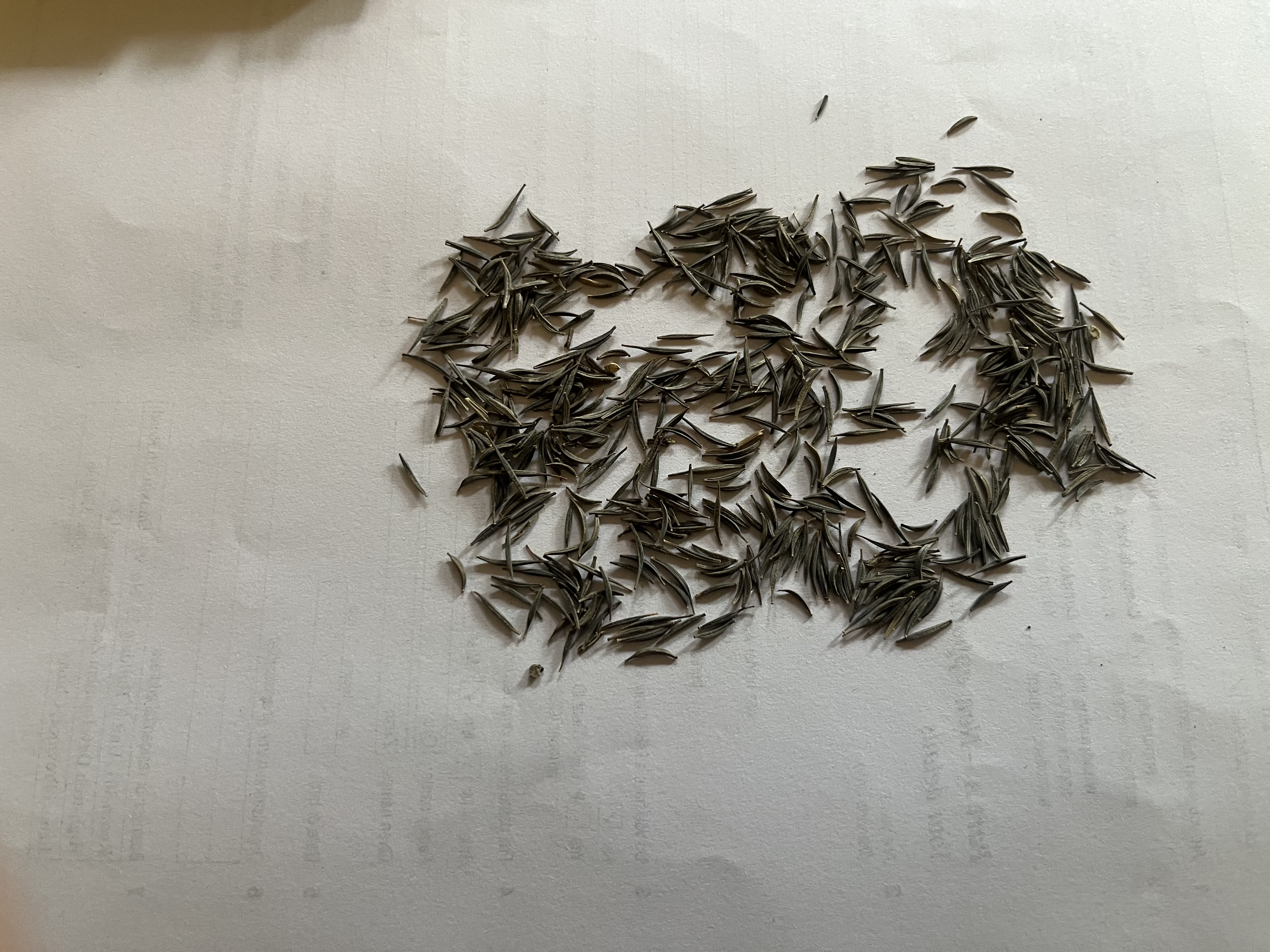 播种心情重瓣太阳花种子混色四季开花庭院阳台盆栽花卉种子耐热易活室内外 波斯菊1000粒 实拍图