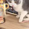 HELLOJOY宠物电热毯防水恒温加热垫狗窝猫窝专用冬天窝猫咪狗狗保暖电褥子 实拍图