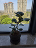 京云梦小盼菩提绿植盆栽小盆景办公阳台禅意花卉送礼+舍得盆源头直发 实拍图