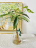 花翁发财树小盆栽绿植物室内客厅装饰中式盆景办公室桌面摆件源头直发 实拍图