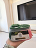希望树 除甲醛双舱除醛宝5罐装小绿罐除醛果冻新房室内家用甲醛清除剂 实拍图