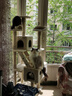 华元宠具（hoopet）猫爬架超大型猫窝猫树一体特大号猫爬柱猫架子猫玩具用品猫咪别墅 晒单实拍图