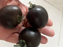 京鲜生 山东寿光黑珍珠小番茄净重2.8斤装 新鲜蔬菜紫色圣女果 源头直发 实拍图