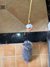 BNBNO猫咪悠悠球猫玩具自动逗猫棒自嗨解闷神器小猫消耗体力用品 实拍图