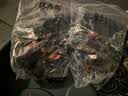 正宗牡丹花苗洛阳对版重瓣牡丹花树苗盆栽花卉绿植物当年开花 粉黛6-8分支【开花多多】热销款 实拍图