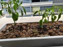 花盆绿植盆栽塑料阳台种菜神器家用长条槽盆盆栽种植盆特大窗台 3个盆【特大】50*19*13cm 颜色随机 实拍图