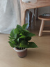 双盟 绿萝盆栽除甲醛花卉绿植办公室新房净化空气110款10盆装源头直发 实拍图