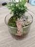 八芽趣味鲜活苔藓微型景观创意室内桌面生态绿植盆栽盆景懒人好养植物 山野人家 带玻璃杯 实拍图