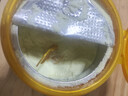伊利金领冠珍护幼儿A2β-酪蛋白奶粉3段12-36月280g*1罐 HMO乳源专利 实拍图