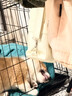 波奇多狗狗笼子中号【贈豪华饲养套装】室内带厕所宠物狗笼宠物别墅狗窝 实拍图