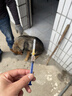 英特威四联六联狗狗狂犬疫苗二联疫苗幼犬疫苗全套自打套餐配驱虫 幼犬加强套餐【送内外驱】 1g*1支 JD冰邮 实拍图