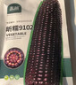 北蔬 黑甜糯玉米种子苗大棒可生食四季苞米种籽 昕糯9102玉米种子100g 实拍图