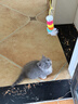 BNBNO猫咪悠悠球猫玩具自动逗猫棒自嗨解闷神器小猫消耗体力用品 实拍图