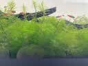 云峰海瑞鱼缸观赏虾活体虾鱼缸工具虾除藻活虾鱼缸除藻除藻虾黑壳虾五彩虾 虾螺蟹清洁套餐A（会生小虾 送尝鲜虾粮） 实拍图