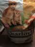 喜乐比猫粮全价鸡肉三文鱼配方通用猫咪主粮 【控毛球】成猫9kg 实拍图