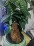 京云梦 三杆发财树大盆栽植物室内盆景四季常青绿植客厅绿福盆源头直发 实拍图