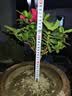 花翁杜鹃花盆栽四季开花带花苞过年花卉室内植物阳台鲜花绿植源头直发 实拍图