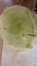 高原夏菜新鲜包菜卷心菜绿甘南菜甘蓝圆白菜时令蔬菜健康营养早餐 1.5斤-2斤高端标准菜 实拍图