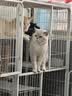 玫斯猫粮（metz）幼猫/成猫猫粮猫全猫粮奶糕英短美短全价美毛 pro系列升级款 全猫粮 (10KG) 实拍图