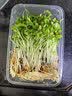 新鲜【香椿】芽苗菜可食用香椿苗香春苗冷艺新鲜蔬菜苗菜摆盘装饰 特嫩香椿苗200克一盒装 实拍图