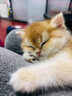 涴喵 纯种宠物猫咪活体金银渐层幼猫全程辅助养猫签订合同双重保障 宠物级 金渐层猫 实拍图