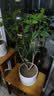 桂花树苗盆栽室内四季桂花卉植物金桂丹桂庭院大树浓香型绿植开花 四季桂花70-90cm-多分叉【原土球发货】 实拍图