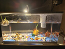 阔庭（KUOTING）鱼缸水族箱生态桌面鱼缸新款懒人鱼缸过滤制氧一体白色【特大号】 实拍图