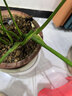 德沃多植物营养液通用型花肥料绿萝发财树富贵竹多肉月季水培绿植花卉肥 营养液2.5L一瓶 实拍图