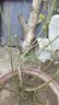 CHUANGSHIJI兔眼蓝莓苗北方南方种植果树苗盆栽地栽苗发货带土蓝梅苗 奥尼尔4年苗【当年结果苗】 40cm(含)-50cm(不含) 实拍图