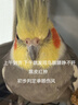 朗缤 鹦鹉活体鸟活物虎皮鹦鹉宠物活鸟玄凤鹦鹉手养鸟会说话幼鸟幼崽 原始灰色 1只 实拍图