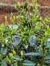 远东电缆 ZC-BVR6平方家装进户总线铜芯阻燃单芯多股电线【软线】 蓝色100米 6m㎡ 实拍图