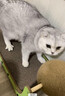 瓜洲牧剑麻猫抓板耐磨不掉屑猫窝猫抓板一体抓不烂躺椅猫抓板窝磨爪神器 瓦楞纸实木猫抓板躺椅+剑麻球 晒单实拍图