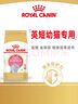 皇家猫粮 英短幼猫粮 BSK38 通用粮 4-12月 2KG 实拍图