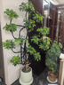 叹为观止大型植物发财树各种大颗盆栽开业乔迁客厅办公室内好养大型花卉 造型鸭脚木【1.4-1.6米】 含盆 实拍图