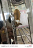 爪墅可折叠不锈钢狗笼子小型中型大型犬带厕所狗笼金毛边牧宠物笼子 【折叠款】长110*宽72*高95【萨摩耶-五黑犬】 实拍图
