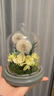 JoyFlower永生花蒲公英礼盒生日礼物毕业礼品送女生朋友闺蜜高级老师同学 实拍图