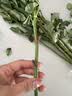悦多彩AB级优质香水百合 家庭办公室各色生活鲜花 昆明基地 现采直发 单头玫瑰10支（随机色） 实拍图