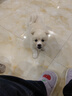 卡露诗（calus）宠物狗狗沐浴露成幼犬通用除臭洗澡液香波博美犬专用定制520ml 实拍图