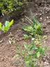 虹越（HONGYUE）蓝莓果苗盆栽苗 南方北方庭院阳台种植果树苗HN 【大果品种】“追雪” 1加仑 实拍图