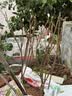 月季村猕猴桃树果徐香猕猴桃苗雌雄同株南北方 五年苗1棵 源头直发裸根 实拍图