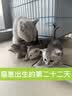 南极人（Nanjiren）女士内裤女精梳棉柔软舒适透气无痕中腰抑菌底裆三角短裤头6条装 【音乐猫】 6条 L 【建议100-120斤】 实拍图