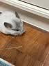 暮秋小主龙猫活物 龙猫活体幼崽宠物毛丝鼠亲人可爱家养网红活宠疫苗齐全 银斑弟弟【热度高】 实拍图