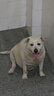 好主人狗粮 全犬种通用成犬粮2.5kg泰迪金毛拉布拉多比熊天然粮5斤/20斤 全犬种成犬粮40斤 实拍图