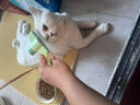 茨格曼猫梳子梳毛刷猫咪去浮毛猫毛清理器除毛器针梳狗狗梳子宠物用品 实拍图