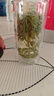 七春安吉珍稀白茶 2025明前绿茶 浙江茗茶 罐装茶叶自己喝125g 实拍图