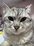 凯锐思 美短专用猫粮幼猫成猫深海鱼鱼肉猫食天然粮 美短2kg 实拍图